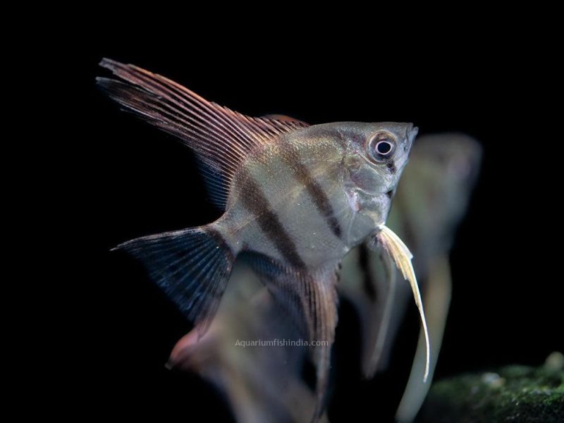 Redback Amapa Angelfish