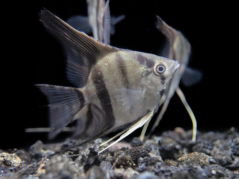 Rio xingu Angelfish