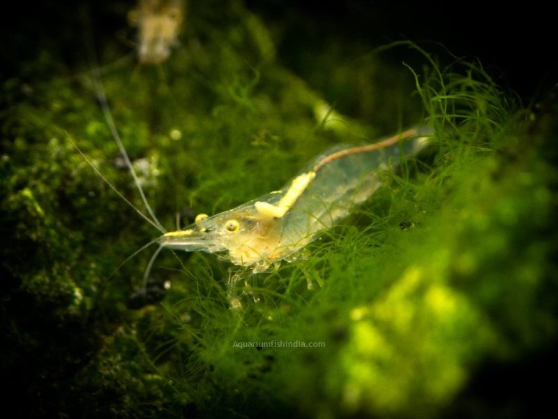 Short Nose Algae Shrimp