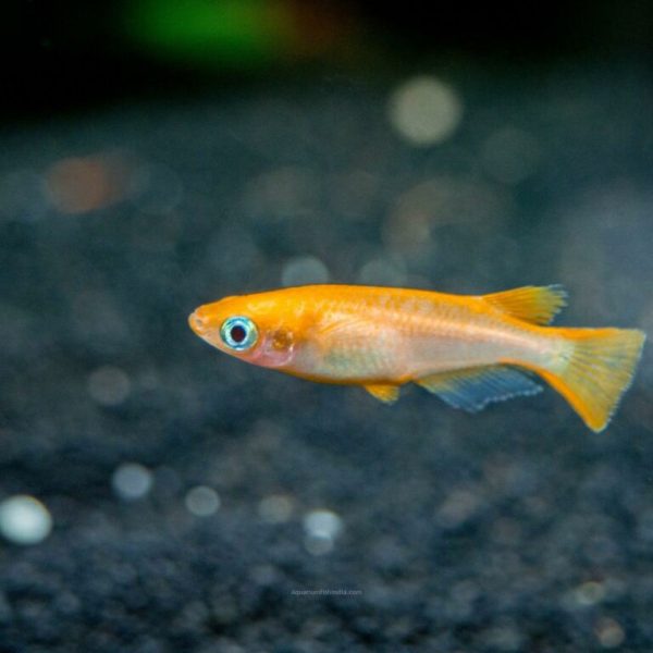 Youkihi Medaka Orange Ricefish