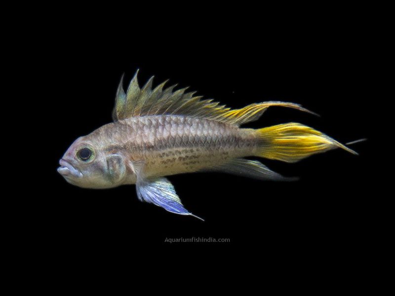 aquarium freshwater cichlids fish