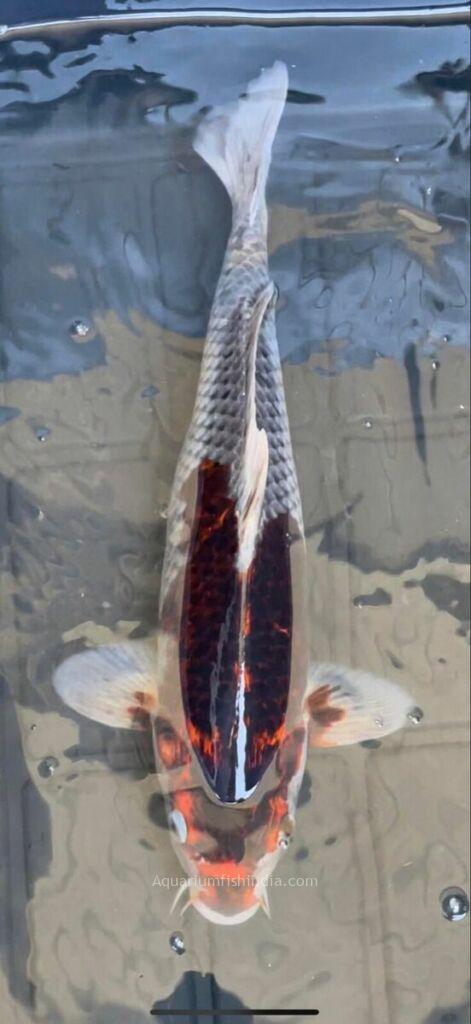 Japanese Koi Fish