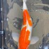 Japanese Koi Fish