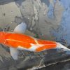 Japanese Koi Fish