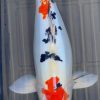 Japanese Koi Fish