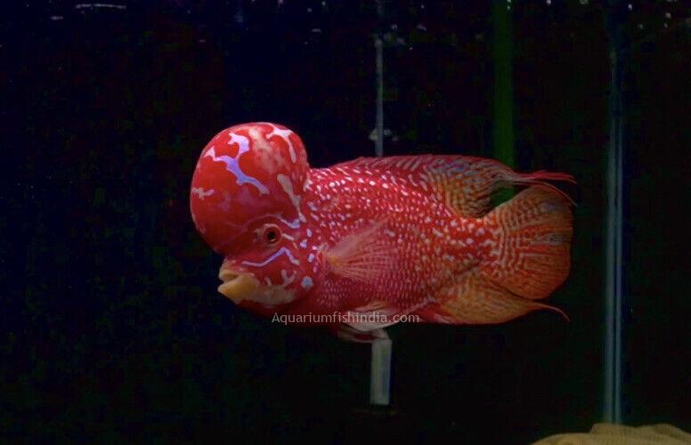 Flowerhorn Fish
