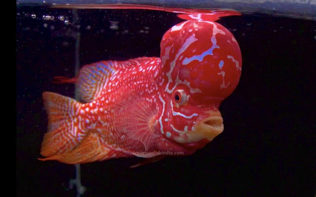 3D Flowerhorn Cichlid Live WallpaperAmazoncomAppstore for Android