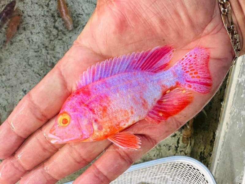 Dragonblood Red Peacock Cichlid