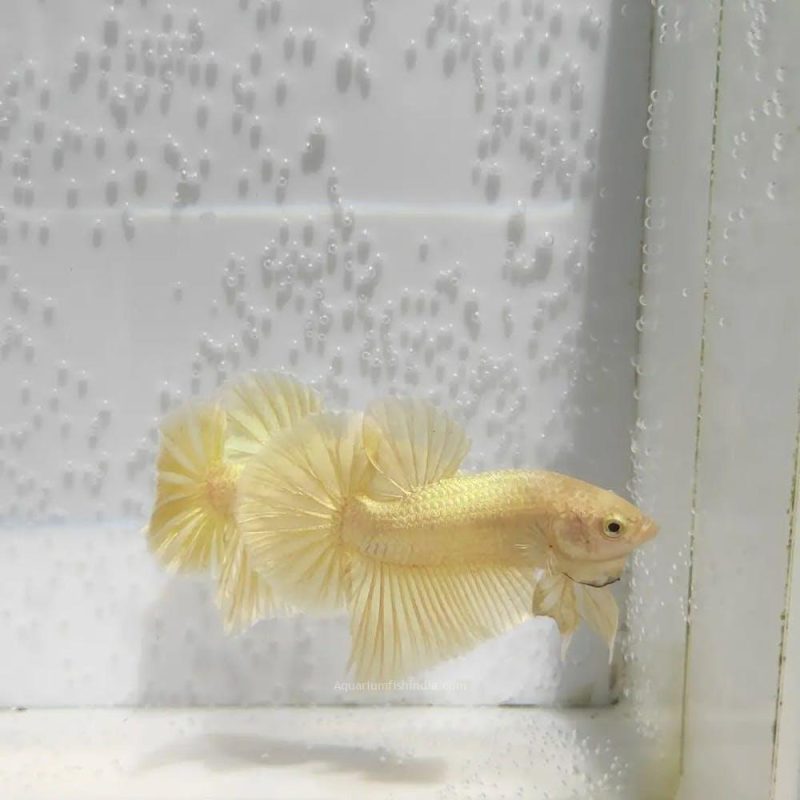 Plakat Gold Super Shiny Betta Fish