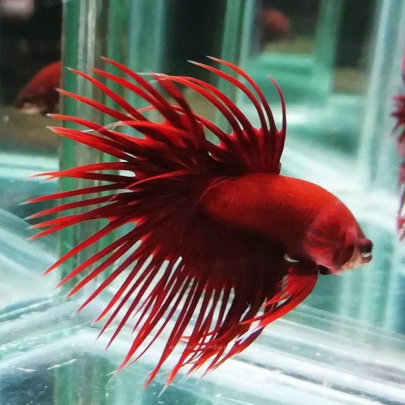 Crowntail Full Red Betta