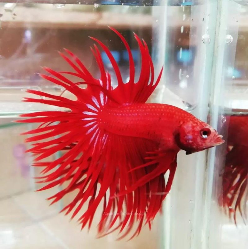 Crowntail Full Red Betta