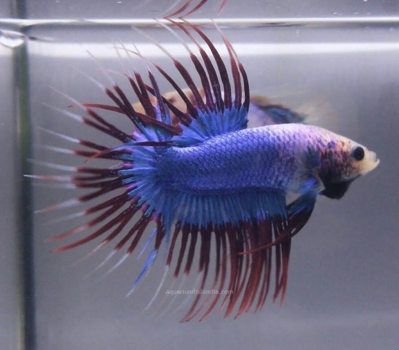 Crowntail Red & Blue Betta