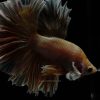 Half Moon Feathertail Big Ear Soft Gold Betta Fish