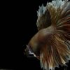 Half Moon Feathertail Big Ear Soft Gold Betta Fish