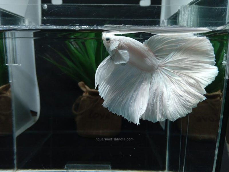 Half Moon White Pegasus Betta Fish