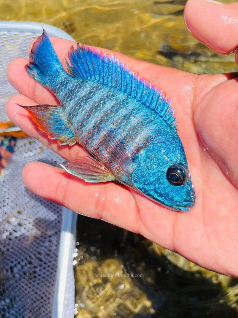 Red Apache Peacock Cichlid