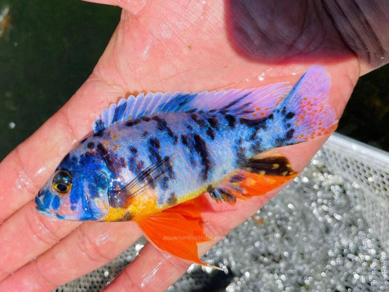 Blueberry Peacock Cichlid