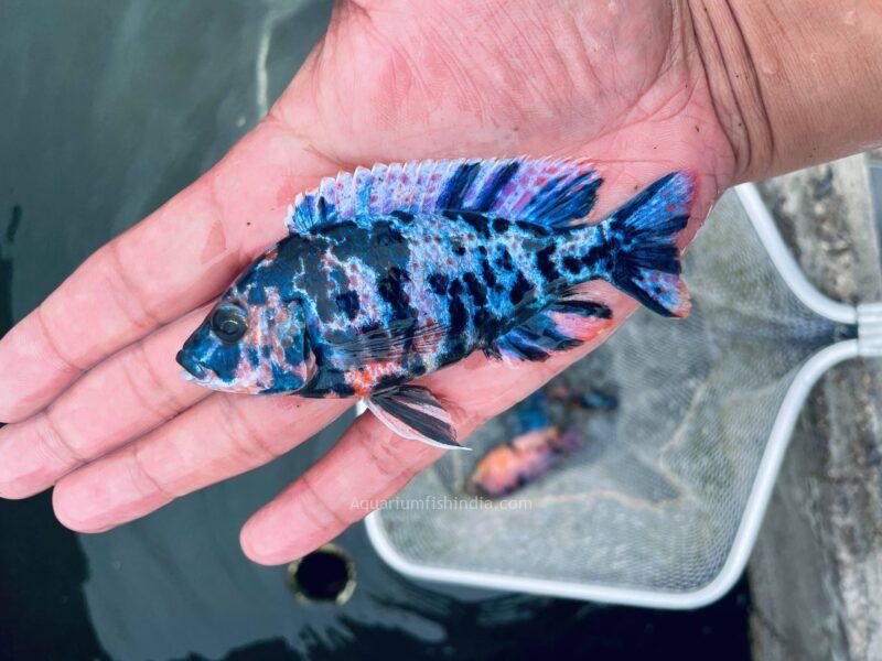 Blueberry Peacock Cichlid