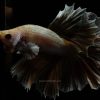 Half Moon Feathertail Big Ear Soft Gold Betta Fish