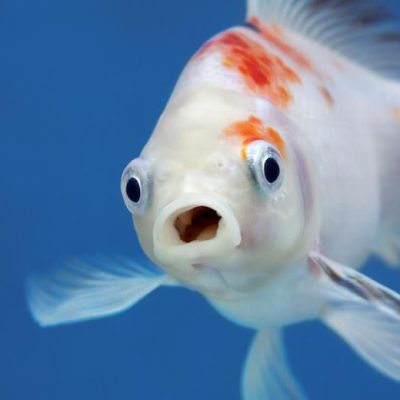 Funny-Fish-Face