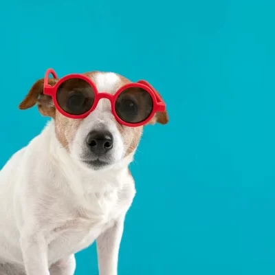 depositphotos_290847448-stock-photo-dog-in-red-sunglasses